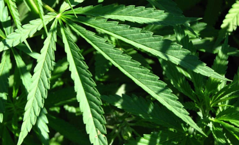 Tackling The Issue Of Medical Marijuana For Chronic Pain