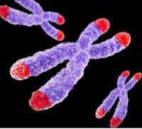 Chromosomes with telomeres highlighted in red.