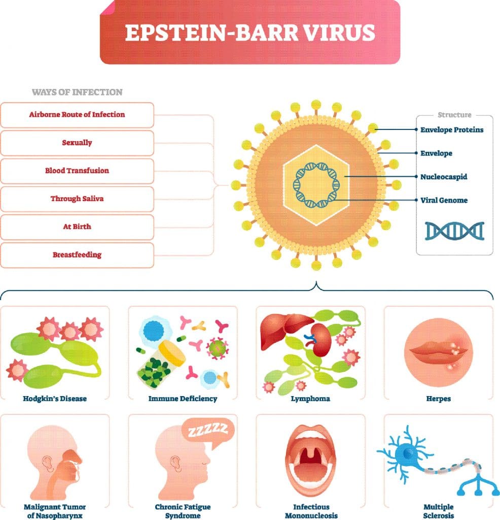 Epstein-Barr Virus Transmission