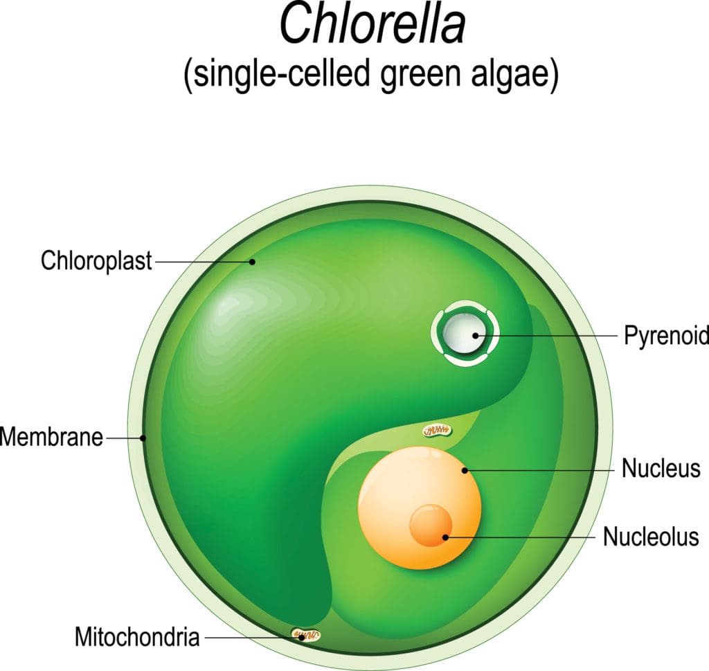 What Is Chlorella?