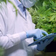 researcher studying marijuana plants