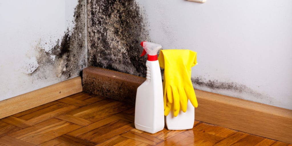 how to spot black mold