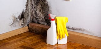 how to spot black mold