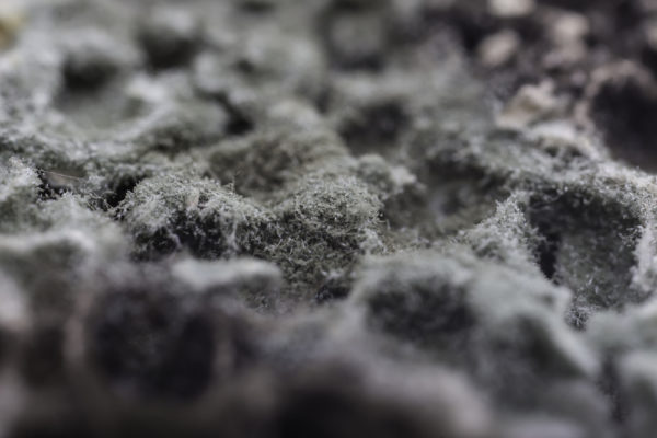 The Definitive Guide to Black Mold