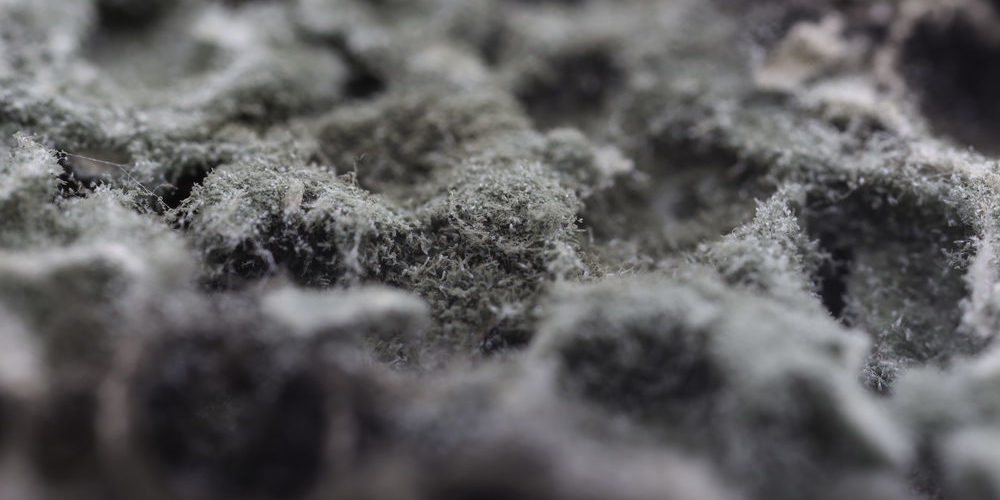 what is black mold 