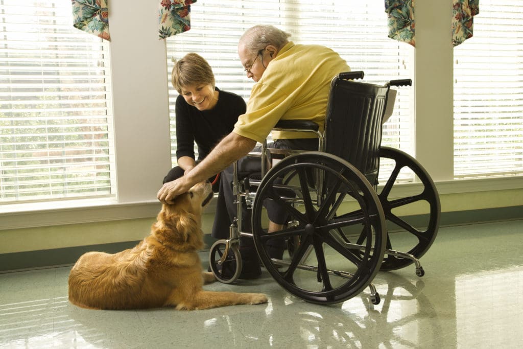 What is an animal therapy visit like? 