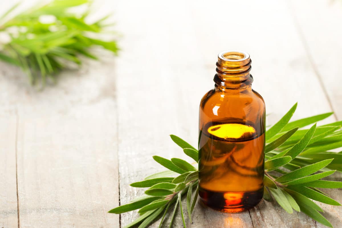 Tea tree essential oil