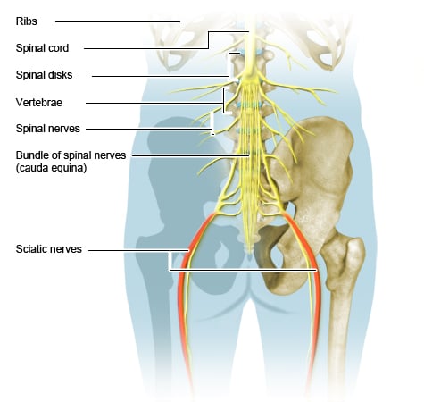 spinal and sciatic nerves
